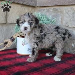 Kris/Mini Labradoodle									Puppy/Male																/8 Weeks,Here comes a multigenerational Mini Labradoodle puppy who is friendly, hypoallergenic, and has a luxuriously soft coat of curls! This little cutiepie comes up to date on shots and dewormer and is vet checked! The breeder specializes in the most hypoallergenic variety of Labradoodle puppies! The mother Kathy is a 3rd generation Mini Labradoodle and the sire Trooper is a Mini Poodle. If you are searching for the perfect puppy contact Nancy today! 