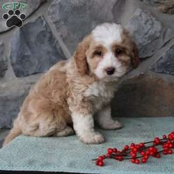 Regina/Mini Aussiedoodle Puppy/Female /9 Weeks Regina/Mini Aussiedoodle Puppy/Female /9 Weeks,Do you need a fluffy, smart, and hypoallergenic Mini Aussiedoodle? This adorable little cutie comes up to date on shots and dewormer and will be vet checked before going home. The mother Miley is a Mini Aussiedoodle and the sire Range is a Miniature Poodle. If you are looking to add a new puppy to your home this holiday season contact us today!