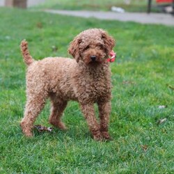 Rolo/Miniature Poodle									Puppy/Male																/9 Weeks,Meet Rolo! the sweetest AKC Toy Poodle puppy you’ve been waiting for! Raised in a caring and nurturing home, He has grown into a well-socialized and confident little guy, ready to fill his forever home with joy and laughter. His gentle and friendly personality makes him a perfect companion for families, whether you have kids, other pets, or frequent visitors. Plus, with his intelligence and eagerness to please, He is a quick learner and a joy to train—making every moment with him even more rewarding!