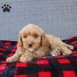 Coy/Mini Goldendoodle									Puppy/Male																/10 Weeks,Here comes the puppy of your dreams! Soft, fluffy, and kissable! This little cutie comes up to date on shots and dewormer and vet checked. The breeder made sure that the puppies are all well socialized with children and family raised. If you are interested in learning more about our puppies contact us today!