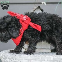 Alex/Toy Poodle									Puppy/Male																/13 Weeks,Meet the curliest, cutest bundle of love! This Miniature Poodle baby is eager to meet everyone, wiggling with joy over the thought of making a new friend. Our children love spending plenty of time with them, especially since these puppies are raised in our house where they can be near us all the time. Super friendly and fun, there will be no lack of excitement and laughter with one of them in your life! We are getting them vet checked, and up to date on shots and dewormer. Their father is a Toy Poodle, so these puppies are on the smaller side of Miniature. Call us soon to claim this cutie as yours!