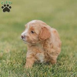 Barry/Maltipoo									Puppy/Male																/6 Weeks,Meet our adorable Maltipoo puppies! These puppies get their momma’s spunk and energy! We raise these puppies right along with our children! They share the house with us and are used to using puppy pads consistently.