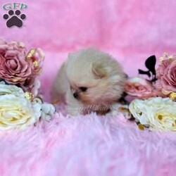 Tiny Princess/Pomeranian									Puppy/Female														/6 Weeks,Princess is a cream Pomeranian who is expected to be around 3 pounds full grown. Momma is Honey and Dad is Deacon! She is available to a PET HOME ONLY!