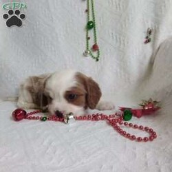 NICKOLAS/Cavalier King Charles Spaniel									Puppy/Male																/6 Weeks,LOOK At ME! ARE You LOOKING For The PERFECT Christmas gift?A healthy happy friendly fluffy puppy.Retired farmers who spend lots of time with our fluffy friends. Come meet me or I can be transported to your front door for a small additional fee.Text or call for more info.