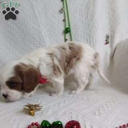 NICKOLAS/Cavalier King Charles Spaniel									Puppy/Male																/6 Weeks,LOOK At ME! ARE You LOOKING For The PERFECT Christmas gift?A healthy happy friendly fluffy puppy.Retired farmers who spend lots of time with our fluffy friends. Come meet me or I can be transported to your front door for a small additional fee.Text or call for more info.