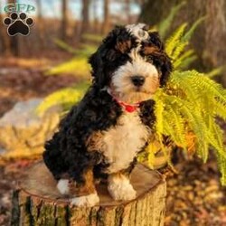 Holly/Mini Bernedoodle									Puppy/Female														/September 16th, 2024,Meet our sweet Holly! Have you ever seen a more perfect tri color bernedoodle? Holly has a loving,calm personality and is amazing with children. Imagine this cutie under your tree Christmas morning! Holly is expected to mature at 30 to 40lb. 