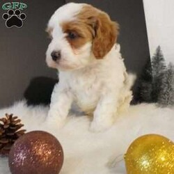 Elf/Cavapoo									Puppy/Male																/8 Weeks,hi i am Elf (F1 cavapoo) i am the sweetest little pup, im here for all the belly rubs, but you can usually find me running and playing with the kids 