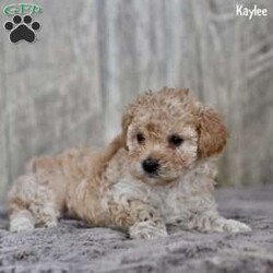 Kaylee/Toy Poodle									Puppy/Female														/9 Weeks,These adorable Toy Poodle puppies are family-raised and have been given plenty of love and attention from the moment they were born. They are looking for a forever home where they will be cherished and cared for. These puppies are vet-checked, up-to-date on their vaccinations and dewormer, ensuring they are in excellent health. Each puppy is also microchipped for added security, giving you peace of mind knowing they can be easily identified if ever lost.