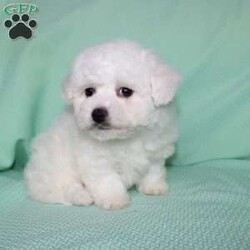 Snowball/Bichon Frise									Puppy/Female														/8 Weeks,Meet Snowball the fluffy white puppy who has a snow white coat that is soft and curly! This adorable little puppy comes up to date on shots and dewormer and is vet checked. Snowball is well socialized with children and family raised. If you are searching for a hypoallergenic little pup who is friendly and sweet contact Mary today! 