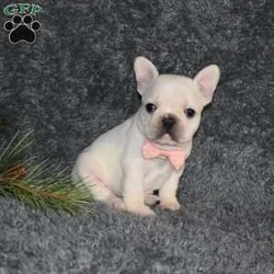 Holly/French Bulldog									Puppy/Female														/6 Weeks,Holly is outgoing,playful and has sweet french bulldog temperment. She’s looking for her forever home 