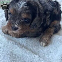 Mocha/Cavapoo									Puppy/Male																/8 Weeks,Meet Mocha, our adorable male chocolate merle F1 Cavapoo puppy! With his rich, velvety coat and bright, expressive eyes, he’s a true heartbreaker. Mocha is full of energy and loves to play, making him the perfect companion for adventures and fun. Sweet and affectionate, he’s eager to share cuddles and joy with his forever family. If you’re looking for a loving and playful pup to brighten your home, Mocha is ready to bring endless happiness into your life!