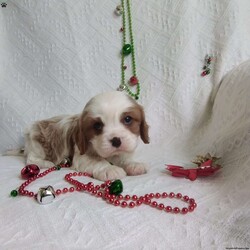 NICKOLAS/Cavalier King Charles Spaniel									Puppy/Male																/6 Weeks,LOOK At ME! ARE You LOOKING For The PERFECT Christmas gift?A healthy happy friendly fluffy puppy.Retired farmers who spend lots of time with our fluffy friends. Come meet me or I can be transported to your front door for a small additional fee.Text or call for more info.