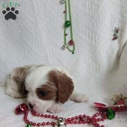 NICKOLAS/Cavalier King Charles Spaniel									Puppy/Male																/6 Weeks,LOOK At ME! ARE You LOOKING For The PERFECT Christmas gift?A healthy happy friendly fluffy puppy.Retired farmers who spend lots of time with our fluffy friends. Come meet me or I can be transported to your front door for a small additional fee.Text or call for more info.