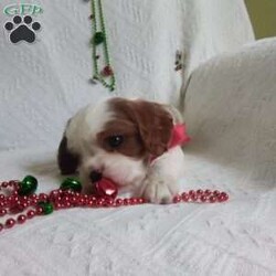 NICKOLAS/Cavalier King Charles Spaniel									Puppy/Male																/6 Weeks,LOOK At ME! ARE You LOOKING For The PERFECT Christmas gift?A healthy happy friendly fluffy puppy.Retired farmers who spend lots of time with our fluffy friends. Come meet me or I can be transported to your front door for a small additional fee.Text or call for more info.