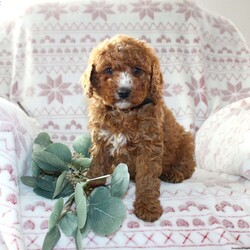 Ruby/Mini Aussiedoodle									Puppy/Female														/October 5th, 2024,Do you need a gentle, smart, and playful Mini Aussiedoodle? This adorable little cutie comes up to date on shots and dewormer and will be vet checked before going home. The mother Penny is our family pet and the sire is a Miniature Poodle. If you are looking to add a new puppy to your home this holiday season contact us today! 