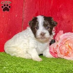 Dawn/Havanese									Puppy/Female														/7 Weeks, Dawn is a gorgeous little chocolate and white Akc registered havanese puppy! Up to date with all shots and dewormings and comes with a health guarantee! Was born 10/31/24. Family raised and well socialized. Ask us about our delivery options! Contact us today to reserve your new family member!