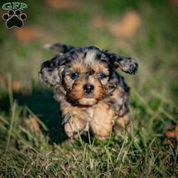 Mocha/Cavapoo									Puppy/Male																/8 Weeks,Meet Mocha, our adorable male chocolate merle F1 Cavapoo puppy! With his rich, velvety coat and bright, expressive eyes, he’s a true heartbreaker. Mocha is full of energy and loves to play, making him the perfect companion for adventures and fun. Sweet and affectionate, he’s eager to share cuddles and joy with his forever family. If you’re looking for a loving and playful pup to brighten your home, Mocha is ready to bring endless happiness into your life!