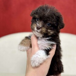 Fritz/Yorkie Poo									Puppy/Male																/9 Weeks,Fritz is the playful rascal of the bunch, with a gorgeous chocolate, tan, and white coat that makes him as handsome as he is entertaining. Always up for an adventure, Fritz’s mischievous streak is balanced by his sweet and loving personality. He adores playtime, but don’t be surprised when he snuggles up for a nap afterward! Estimated to be 7 to 10 lbs full-grown, Fritz is the perfect size for a life full of fun and cuddles. If you’re looking for a spirited and affectionate companion, Fritz is ready to be your new best friend!