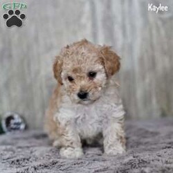 Kaylee/Toy Poodle									Puppy/Female														/9 Weeks,These adorable Toy Poodle puppies are family-raised and have been given plenty of love and attention from the moment they were born. They are looking for a forever home where they will be cherished and cared for. These puppies are vet-checked, up-to-date on their vaccinations and dewormer, ensuring they are in excellent health. Each puppy is also microchipped for added security, giving you peace of mind knowing they can be easily identified if ever lost.