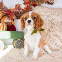 Adopt a dog:Waneta/Cavalier King Charles Spaniel/Female/13 weeks,Hello! My name is Waneta! Am I not the cutest puppy you have ever seen? That is what everyone keeps telling me. Not only am I cute, but I also have a great personality too. Before arriving home, I will be up to date on my vaccinations and be pre-spoiled. I will make the perfect best friend and companion! So, what are you waiting for? Choose me today!