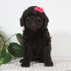 Cocoa/Miniature Poodle									Puppy/Female														/6 Weeks,Looking for your new furry best friend? Little Miss Cocoa would love to be that special puppy in your life. She’s full of life and loves to be snuggled and spoiled. Cocoa has a dark chocolate coat almost making it look black in some pictures. Her coat is so soft and fluffy. She’s ready to spend the rest of her life exploring the world with her human friend. She has been raised in a good loving home and will join your family microchipped, up to date on all vaccines and dewormer, vet checked and a one year genetic health guarantee. She is also AKC Registered and those papers will be included as well. Patsy her momma is the most calm well mannered dog. She has done such a wonderful job raising her babies. She weighs a cute 10 lbs. The dad is also a small lovable dog who weighs 7 lbs. So Cocoa will weigh around 9-10 lbs as an adult and thats the perfect size for you to take anywhere with you. If you have any questions call or text me today and I would be happy to help. We do offer ground transportation with a local trusted company who can deliver your puppy the week of Christmas. Thanks -Gertie