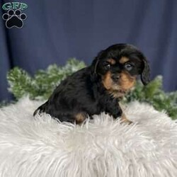 Samson/Cavalier King Charles Spaniel									Puppy/Male																/6 Weeks,Meet Samson. He is an adorable and sweet cavalier looking for his forever home. He is such a cuddly and laid back puppy. Mom Lily is around 13 lbs and is a very sweet and friendly dog. Dad Flash is around 10 lbs and is a beautiful dog. Samson is up to date on shots, deworming and vet checked from at head to tail at 8 weeks old. Our puppies are raised inside our house and are well socialized and played with by small children. 