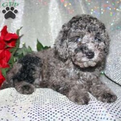 Blossom/Miniature Poodle									Puppy/Female														/8 Weeks,Are you a Poodle enthusiest who is seeking a well bred Miniature Poodle puppy from parents with excellent health? We have been specializing in Miniature Poodles for years and focus on bettering the breed through genetic testing! Our entire family helps to socialize each puppy so that the pups will have a smoother transition from our family to yours! Each puppy is vet checked and comes up to date on shots and dewormer. If you are interested in learning more about our puppies contact us today! 