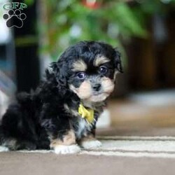 Snickers/Shih-Poo									Puppy/Male																/8 Weeks, With a luxuriously soft coat and sparkling, curious eyes, Snickers is ready to capture your heart and fill your home with joy. This delightful mix of Shih Tzu and Poodle combines the best traits of both breeds—affectionate, playful, and oh-so-sweet.