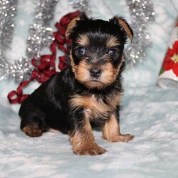 David/Yorkie									Puppy/Male																/7 Weeks,Meet David the tiny Yorkie puppy with a sweet and frisky disposition! This little cutie would love to be your new pocketbook puppy and go everywhere with you. He loves attention and is already very well socialized and spoiled! David is up to date on shots and dewormer and vet checked! If you are interested in learning more about our little Yorkie puppy contact us today!