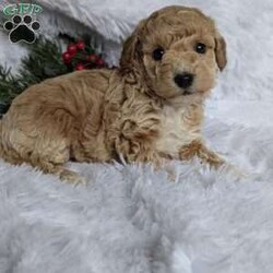 Honey/Bich-Poo									Puppy/Female														/6 Weeks,Hi !!! I’m Honey a very playful puppy looking for someone to take my puppy kisses !!! If you are ready to love on me call Rebecca!!! She will be happy to call or text!