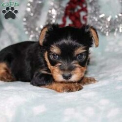 David/Yorkie									Puppy/Male																/7 Weeks,Meet David the tiny Yorkie puppy with a sweet and frisky disposition! This little cutie would love to be your new pocketbook puppy and go everywhere with you. He loves attention and is already very well socialized and spoiled! David is up to date on shots and dewormer and vet checked! If you are interested in learning more about our little Yorkie puppy contact us today!