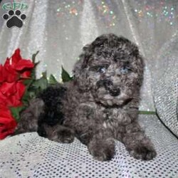 Blossom/Miniature Poodle									Puppy/Female														/8 Weeks,Are you a Poodle enthusiest who is seeking a well bred Miniature Poodle puppy from parents with excellent health? We have been specializing in Miniature Poodles for years and focus on bettering the breed through genetic testing! Our entire family helps to socialize each puppy so that the pups will have a smoother transition from our family to yours! Each puppy is vet checked and comes up to date on shots and dewormer. If you are interested in learning more about our puppies contact us today! 