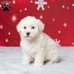 Daisy/Miniature Poodle									Puppy/Female														/8 Weeks,Meet Daisy, a delightful AKC registered Mini Poodle who’s ready to bring joy to your family! This little sweetheart has been lovingly raised in our home, surrounded by care and cuddles. Daisy is vet-checked, healthy, and up to date on her vaccines and dewormer, so she’s all set for her next adventure. Her playful personality and gentle nature make her the perfect companion for kids and adults alike. Daisy is just waiting for the right family to share her love with. If you’re looking for a loyal friend who’ll brighten your days, Daisy is the one for you!