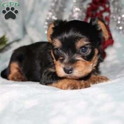 David/Yorkie									Puppy/Male																/7 Weeks,Meet David the tiny Yorkie puppy with a sweet and frisky disposition! This little cutie would love to be your new pocketbook puppy and go everywhere with you. He loves attention and is already very well socialized and spoiled! David is up to date on shots and dewormer and vet checked! If you are interested in learning more about our little Yorkie puppy contact us today!