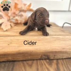 Cider/Miniature Poodle Mix									Puppy/Female														/6 Weeks,Cider is a beautiful chocolate Mini Portidoodle with white patches on her two back paws and the tuxedo markings on her chest. She is such a sweet pup that loves to play and then climb in your lap for a good nap. Mama (Gertie) is an AKC registered, chocolate Portuguese Water Dog. Her mate is Checkers, a registered AKC Miniature Poodle. Both parents are health tested and do not carry any known disorders.