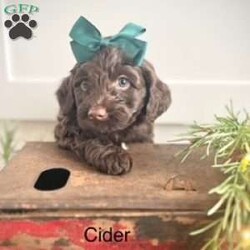 Cider/Miniature Poodle Mix									Puppy/Female														/6 Weeks,Cider is a beautiful chocolate Mini Portidoodle with white patches on her two back paws and the tuxedo markings on her chest. She is such a sweet pup that loves to play and then climb in your lap for a good nap. Mama (Gertie) is an AKC registered, chocolate Portuguese Water Dog. Her mate is Checkers, a registered AKC Miniature Poodle. Both parents are health tested and do not carry any known disorders.