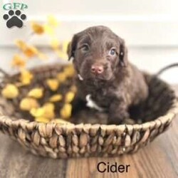 Cider/Miniature Poodle Mix									Puppy/Female														/6 Weeks,Cider is a beautiful chocolate Mini Portidoodle with white patches on her two back paws and the tuxedo markings on her chest. She is such a sweet pup that loves to play and then climb in your lap for a good nap. Mama (Gertie) is an AKC registered, chocolate Portuguese Water Dog. Her mate is Checkers, a registered AKC Miniature Poodle. Both parents are health tested and do not carry any known disorders.