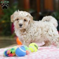 Monica/Maltipoo									Puppy/Female														/7 Weeks,Monica is the sweetest Maltipoo puppy around! With her expressive face and twinkling puppy dog eyes, she’s used to getting her way. This little sweetheart has everyone wrapped around her tiny paw! Her soft, silky coat and playful personality are just a few of her winning qualities. Highly trainable, focused, and irresistibly adorable, Maltipoos are perfect for family life. As a delightful mix of the charming Maltese and the hypoallergenic Poodle, Monica embodies all the best traits of both breeds. If you’re looking for a pup who can keep up with the fast-paced and ever-changing schedule of a family with kids, she’s the perfect match. We prioritize socializing our puppies from the moment they are born, ensuring they join their new homes with a confident and adaptable demeanor. These pups are mellow and even-tempered, making them a joy to have around. 