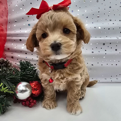 Sophie/Maltipoo/Female/7 weeks