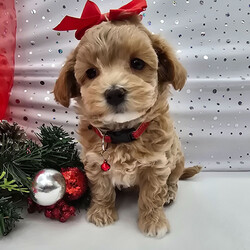 Adopt a dog:Sophie/Maltipoo/Female/7 weeks,Hi! I am looking for my forever family. I am looking for someone who enjoys the little things in life like cuddling on the couch, playing catch in the yard, and just hanging out on the porch. I promise to be the best friend you have ever had. We will love being us, not needing a lot to make us happy, but just being together, loving each other. If this sounds like what you are looking for too then please make me yours forever! I just know we are a match made in heaven.