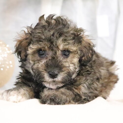 Adopt a dog:Wren/Poodle/Female/7 weeks,Why roll the dice to see what you get when I'm the cutest puppy for your family to get? Throw me a ball or show me your lap, it won't take you long to figure out where I'm at! I may be young now, cute and cuddly at best, but wait until I get bigger and its lots of adventures with no rest! Take me home now and you will not regret it. The bond that we'll build, of love and affection, will make a lifelong partnership and an unforgettable connection!