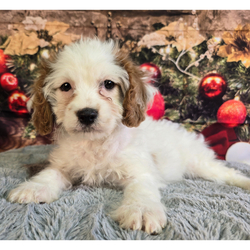 Chloe/Cavapoo/Female/11 weeks