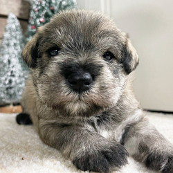 Abby/Miniature Schnauzer/Female/5 weeks