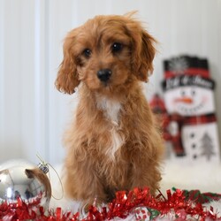 Adopt a dog:Autumn/Cavapoo/Male/18 weeks,Hi! My name is Autumn! I am looking for my forever family. I am looking for someone who enjoys the little things in life like cuddling on the couch, playing catch in the yard, and just hanging out on the porch. I promise to be the best friend you have ever had. We will love being us, not needing a lot to make us happy, but just being together, loving each other. If this sounds like what are looking for too then please make me yours forever! I just know we are a match made in heaven.