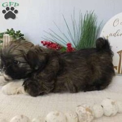 Lacey/Shih Tzu									Puppy/Female														/October 26th, 2024,Meet Lacey!  A sweet,  cuddly Shih-Tzu puppy looking for a good home.  She is family raised, non kennel and child friendly.  Will be vet checked and up to date with shots and wormer.  Mother is available for you to meet. 