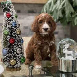 Prancer/Irish Doodle									Puppy/Male																/7 Weeks,Prancer! Sweetest thing!  F1b miniature Irish doodle 75% mini poodle, 25% Irish Setter Contact us to get one step closer to the perfect Christmas gift! Check our website for additional litter mates. Text