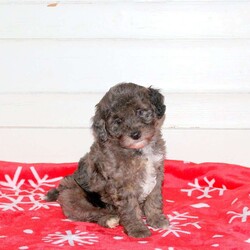 Landon/Mini Labradoodle									Puppy/Male																/October 31st, 2024,Meet Landon, an energetic and playful F1BB Mini Labradoodle ready to join your family! Well-socialized and family-raised with children, Landon is great with kids and full of fun. He’s vet-checked, up-to-date on shots and wormer, and comes with a 30-day health guarantee. Both of his parents are available to meet, so you can see where his amazing temperament comes from. If you’re looking for a loving, happy puppy, Landon is the one! Call the breeder today for more info or to meet him!