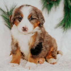 Kingo/Bernedoodle									Puppy/Male																/7 Weeks,Do you love Bernese Mountain dogs but struggle with the heavy shedding then take a look at this puppy. With their somewhat Poodle hair but Bernese happy personality they are sure to please.