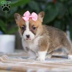 Faith/Pembroke Welsh Corgi									Puppy/Female														/7 Weeks,Meet Faith, the charming Pembroke Welsh Corgi who’s ready to bring joy, laughter, and unconditional love into your home! With her signature perky ears, fluffy coat, and those irresistibly stubby legs, she is the picture of Corgi perfection. Her playful personality is contagious—whether she’s chasing after her favorite ball, exploring the backyard, or mastering new tricks, she approaches every moment with enthusiasm. And when the fun winds down, she transforms into the ultimate cuddle companion, ready to share cozy snuggles.