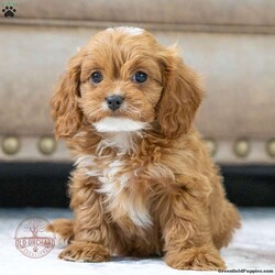 Bridget/Cavapoo									Puppy/Female														/9 Weeks,Bridget is a sweet little girl, parents are AKC registered as well as OFA and genetic tested to give our pups a happy healthy life. 